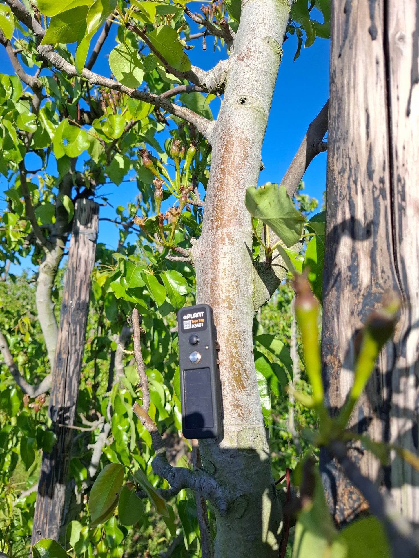 TreeTag with 1 Year Subscription
