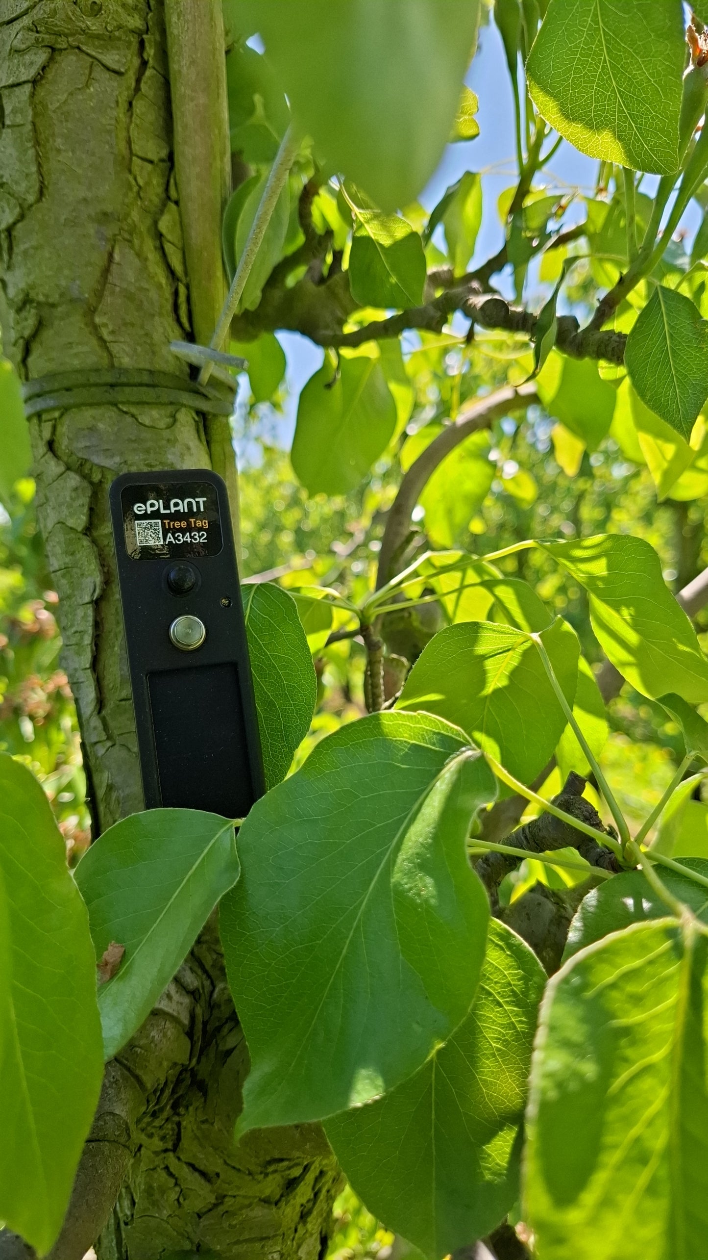 TreeTag with 1 Year Subscription
