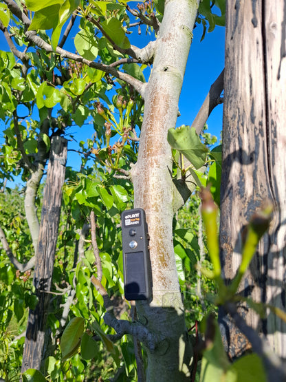 TreeTag with 1 Year Subscription